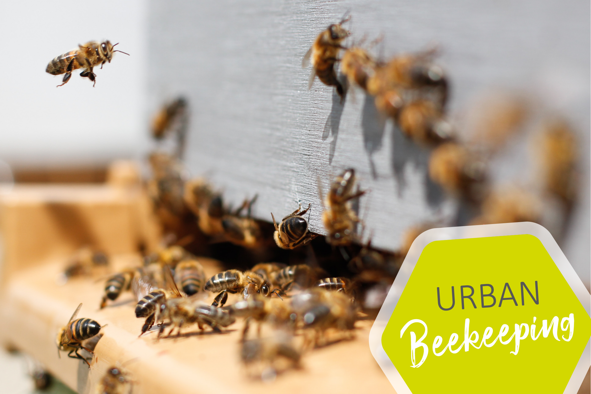 Urban Beekeeping im Campus Living Schwäbisch Hall Urban Beekeeping im Campus Living Schwäbisch Hall
